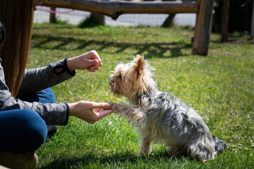 Step 2: Implementing Structured Training Sessions for You and Your Dog