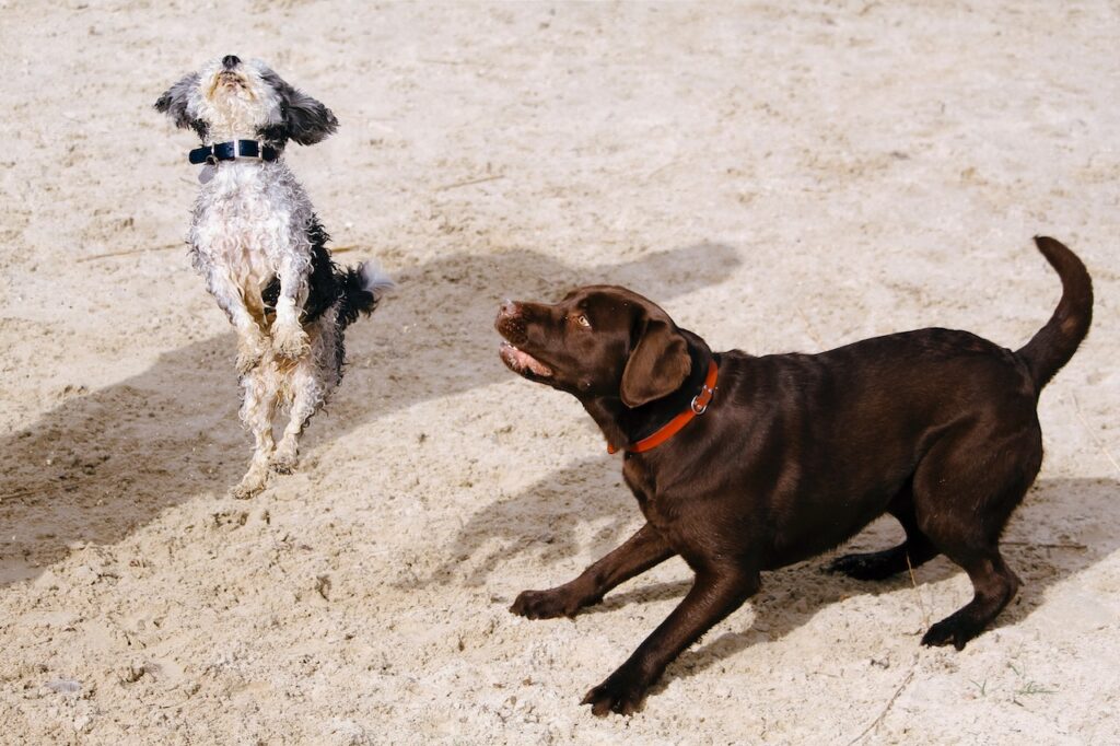 Why Do Dogs Sneeze When Playing? An Exploration into the World of Canine Communication